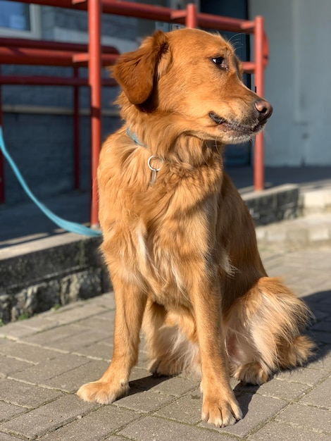 El perro recuperador se sienta bajo el sol brillante debajo de la tienda y espera al dueño