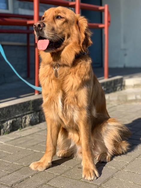 El perro recuperador se sienta bajo el sol brillante debajo de la tienda y espera al dueño