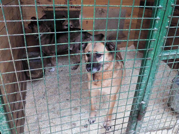 Perro en refugio de animales, perro sin hogar en la jaula