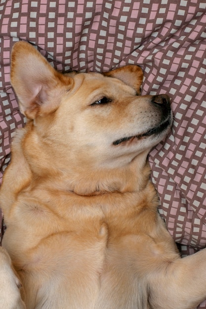 El perro se relaja en la cama. Vista superior.