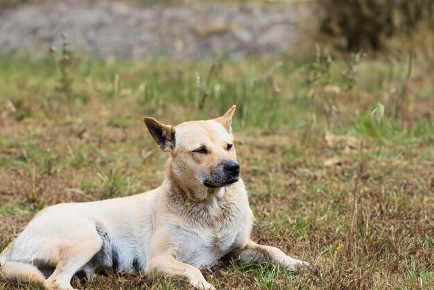 Perro relajado descansando en el campo escénico