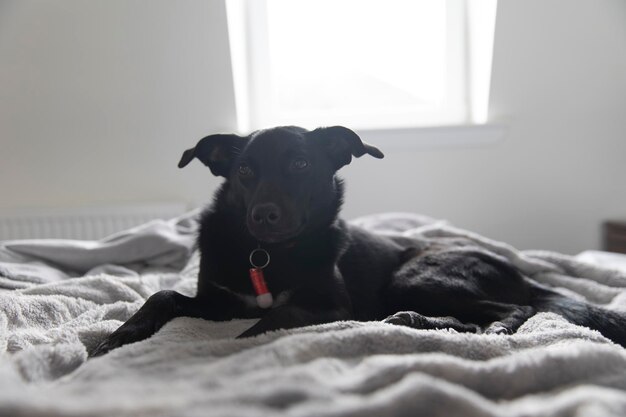 Foto perro relajándose en la cama en casa