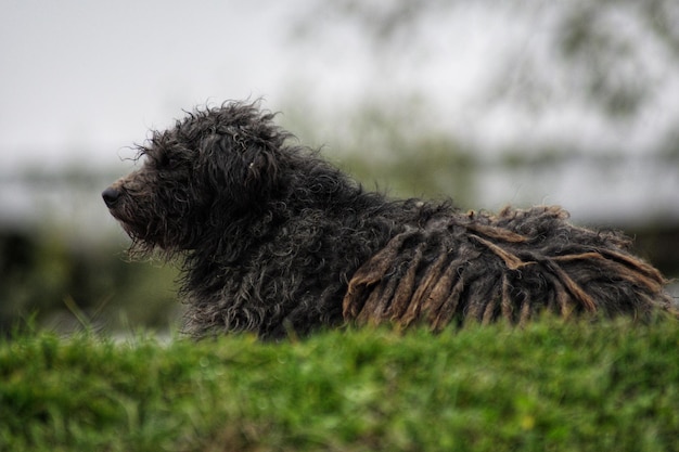 Foto perro relajándose en el campo