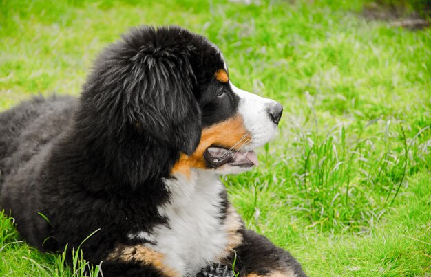 Foto perro relajándose en el campo