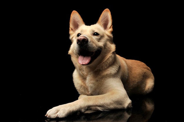 Perro relajándose contra un fondo negro