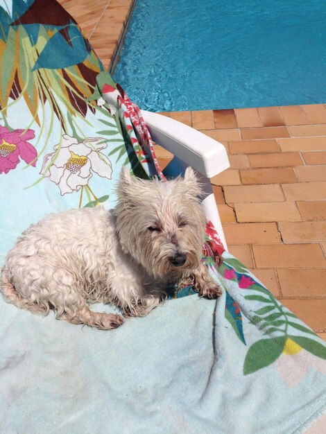 Perro relajándose junto a la piscina