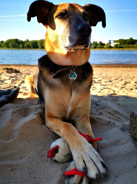 Foto un perro relajándose en la playa