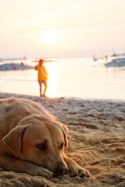 Un perro relajándose en la playa