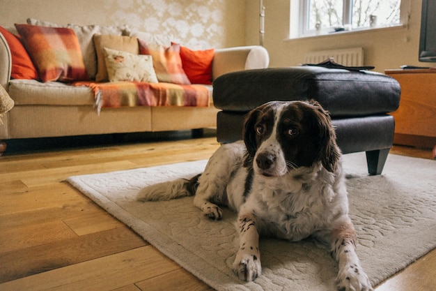 Perro relajándose en el sofá en casa