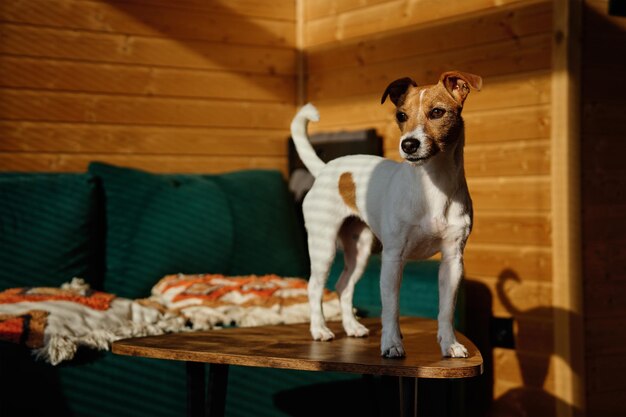 Perro relajándose en el sofá de la sala de estar