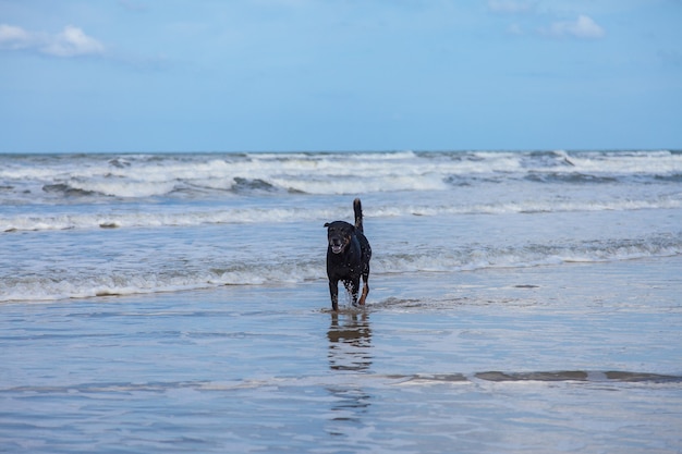 Perro relajante paseando por la playa, perro negro en el mar.