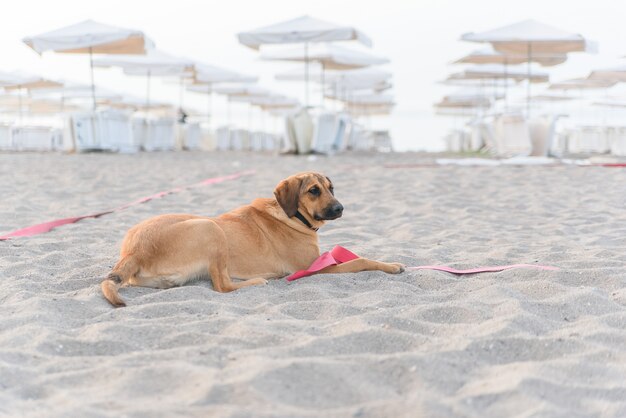 Perro relajante en la playa tropical de arena cerca del azul