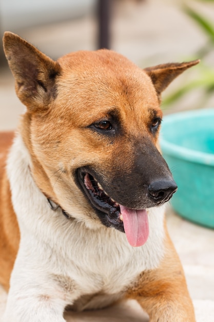 perro de relax en la mesa de piedra