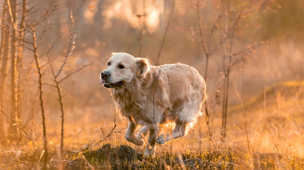 Perro reriever dorado corriendo en la naturaleza con luz del atardecer. Adorable perro labrador mascota caminando en el campo de otoño