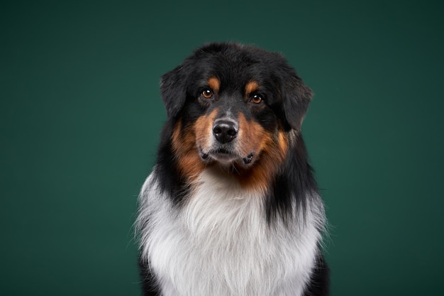 Foto perro en un retrato de estudio de pastor australiano de fondo verde