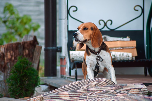 Perro retrato fondo retroiluminado Beagle con la lengua fuera en el césped durante la puesta de sol en los campos countrysid