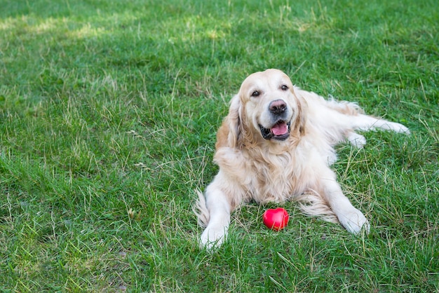 Perro retriever y corazón rojo sobre un fondo de hierba verde al aire libre.