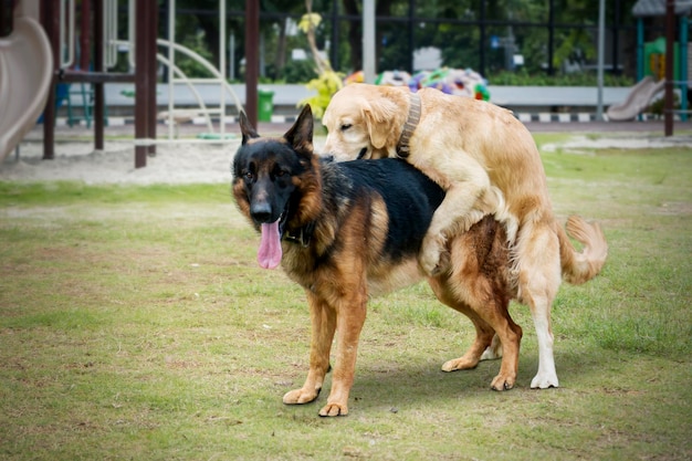 Perro Retriever haciendo el amor con perro pastor