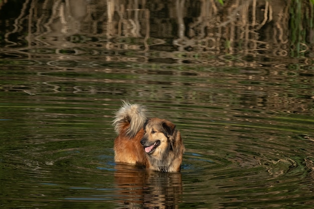 Foto un perro en el rio