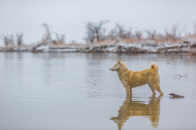 El perro en el rio