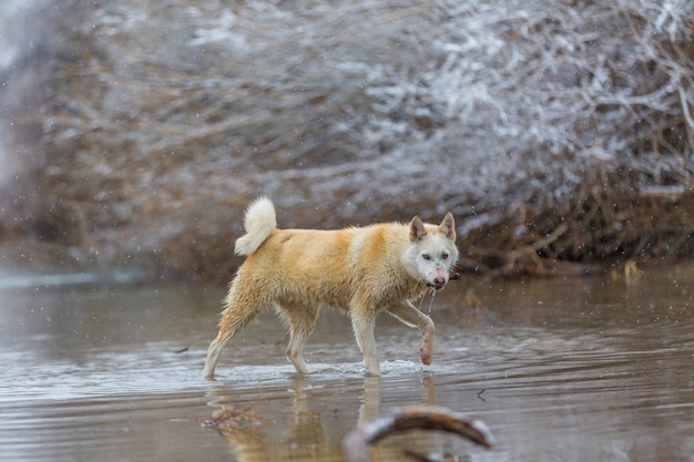 El perro en el rio