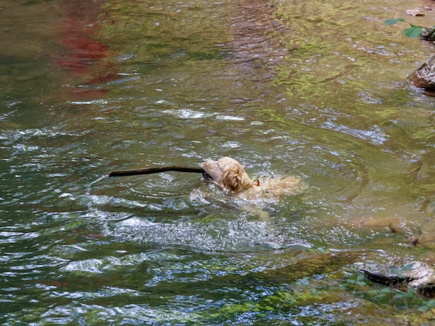 perro en el rio