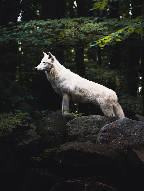 Foto perro en una roca en el bosque