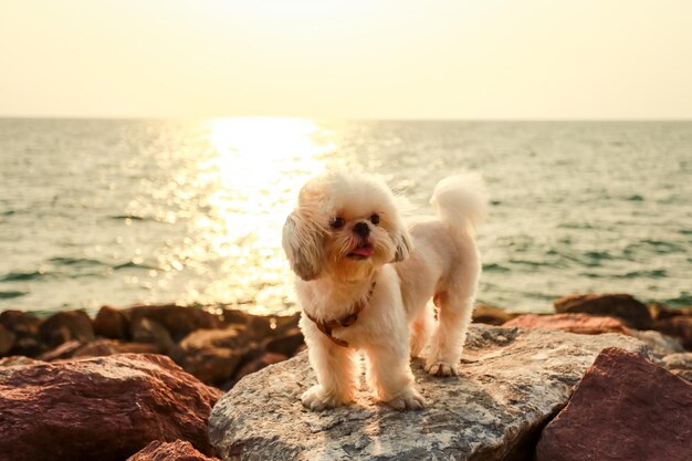 Perro en la roca por el mar contra el cielo