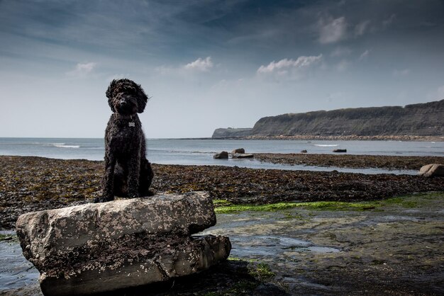 Foto perro en la roca en la playa contra el cielo