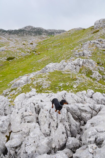 Foto perro en la roca