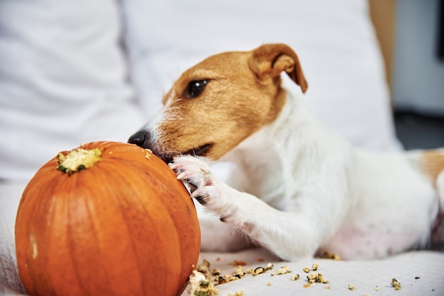 Perro roe calabaza naranja en interiores