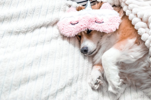 Perro rojo acostado en una cama con una máscara rosa para dormir. Concepto de mañana