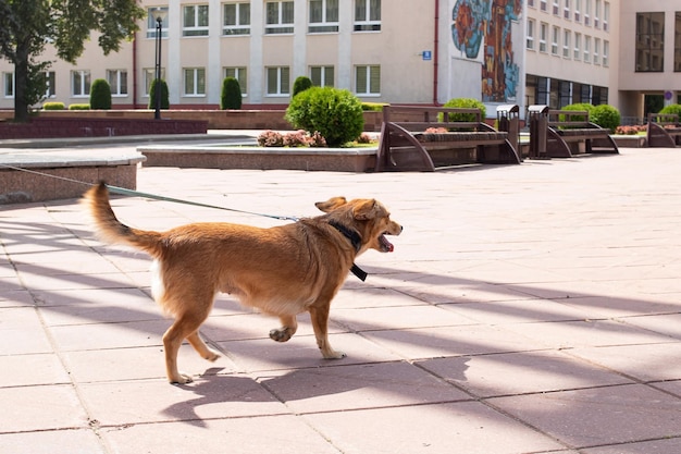 Un perro rojo camina por la acera en verano