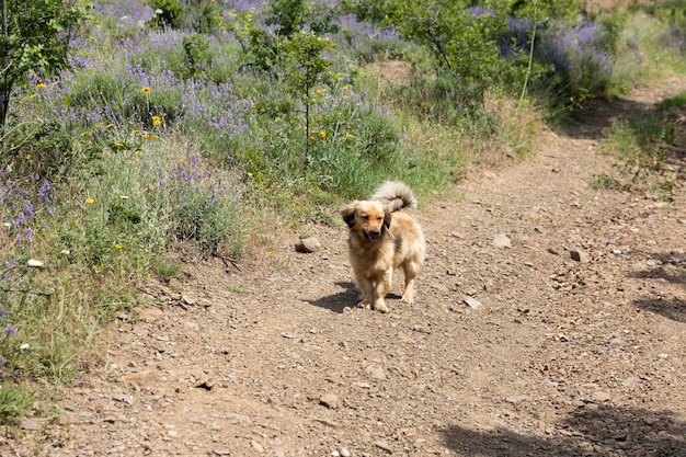 Perro rojo en un camino rural de montaña y flores de lavanda silvestre