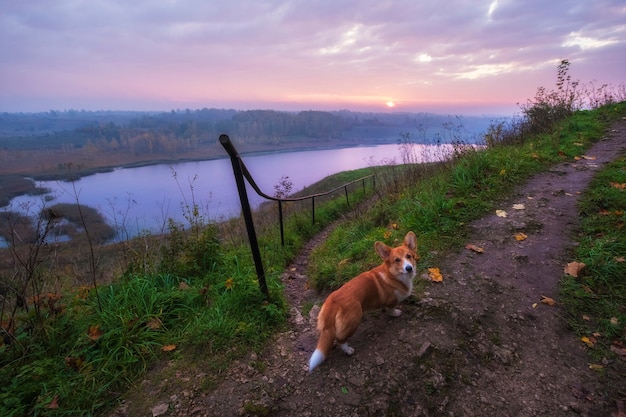 Perro rojo Corgi, viaja por Rusia. Valle de Malskaya con vistas al lago Gorodischenskoe Valle de Malskaya en la ciudad de Izborsk, región de Pskov Rusia. Paisaje otoñal al amanecer