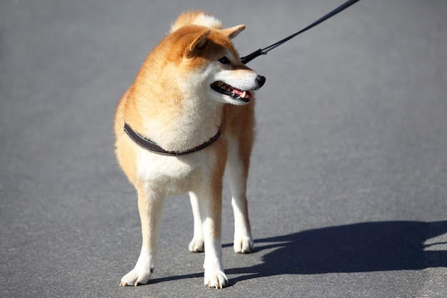 Perro rojo con una correa en la calle