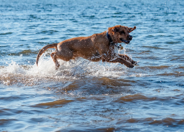 Perro rojo corriendo y jugando en el agua