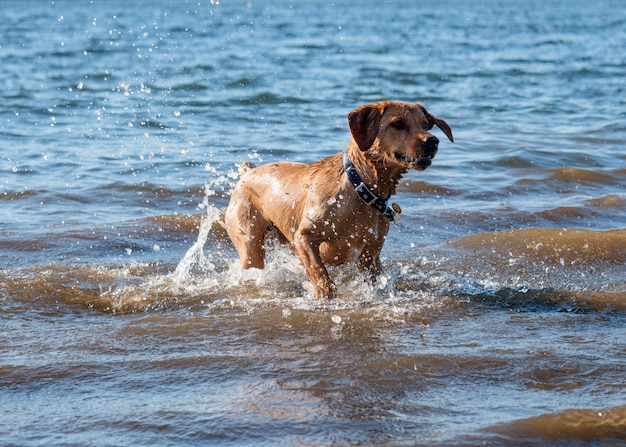 Perro rojo corriendo y jugando en el agua