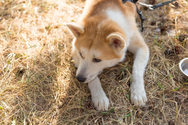 un perro rojo doméstico de la raza Shiba Inu yace sobre la hierba seca con una cara triste, la mascota mira al costado