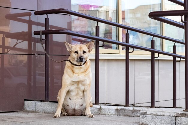 Perro rojo embarazada sentado en la puerta