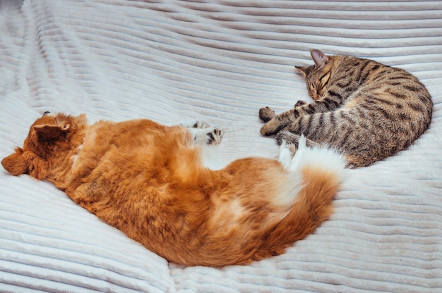 Perro rojo y gato gris duermen junto a la cama