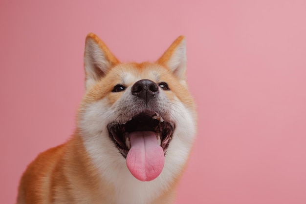 Perro rojo japonés akita inu sobre un fondo rosa primer plano el co