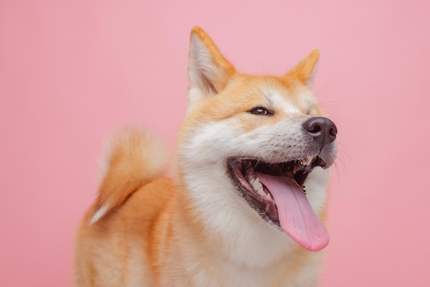 Perro rojo japonés akita inu sobre un fondo rosa primer plano el concepto de amor por los perros