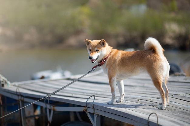 Perro rojo joven shiba inu en un collar rojo sentado en un muelle de madera en el fondo del río