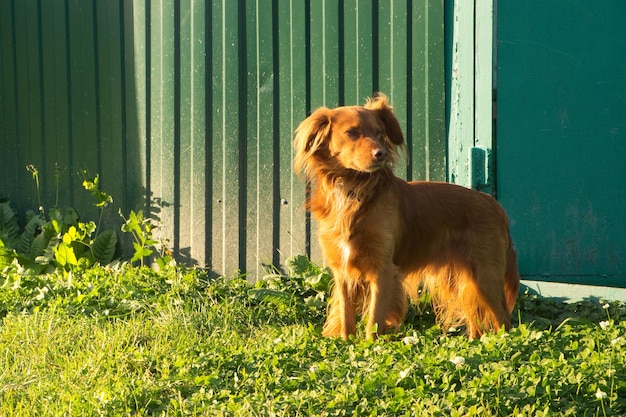 Perro rojo con pedigrí se para en el césped cerca de la cerca y protege la entrada