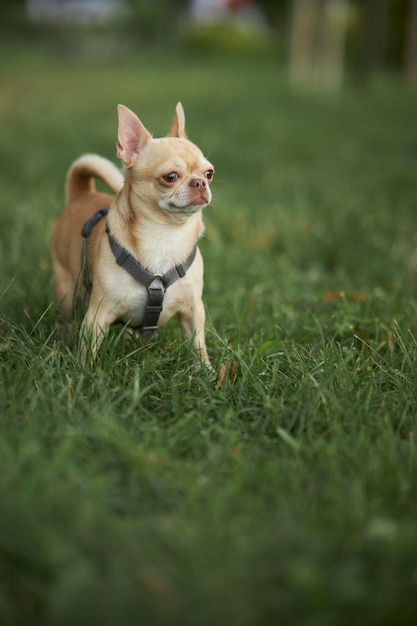 El perro rojo de pelo liso de la raza chihuahua camina y se sienta sobre la hierba verde en verano.