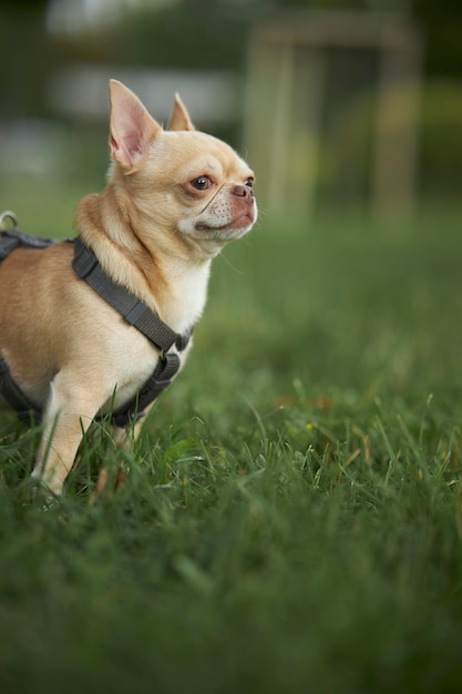 El perro rojo de pelo liso de la raza chihuahua camina y se sienta sobre la hierba verde en verano.