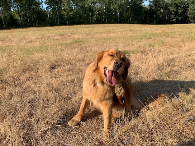 perro rojo pica en un campo de centeno amarillo y se regocija en el sol y sonríe
