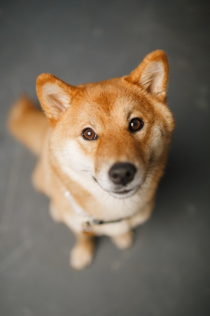 Perro rojo primer plano shiba inu hermoso animal