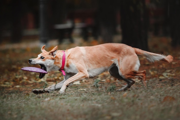 Perro rojo de raza mixta atrapando disco volador sobre fondo de otoño